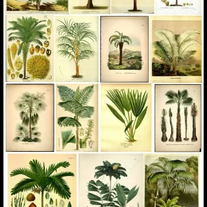 Poster Botanique Exotique