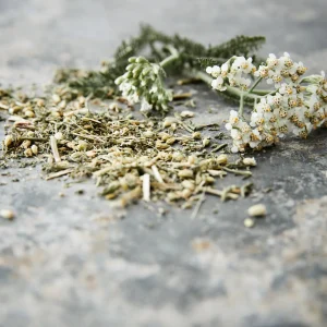 Achillée millefeuille